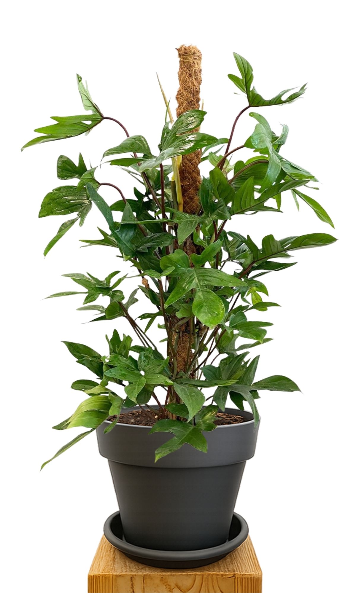 Kit de plantation 30 Anthracite
